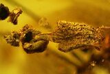 Detailed Fossil Daddy Long-leg, Ant & Flower Stamen in Baltic Amber #163506-2